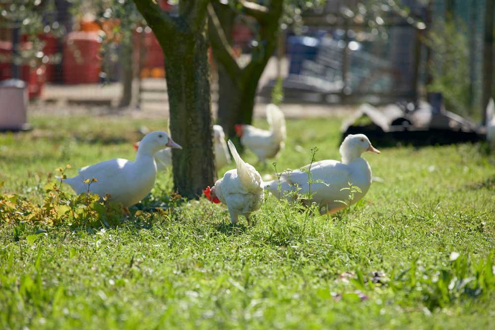 Agriturismo De Bas - La piccola fattoria - le oche e le galline